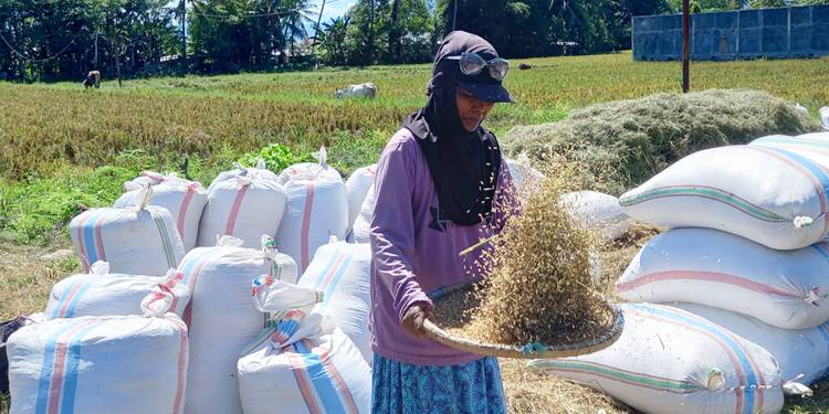 PETANI SEJAHTERA: Salah seorang petani di Kecamatan Kabila, Kabupaten Bone Bolango memisahkan bulir padi dari tangkai yang tersisa menggunakan tampah.