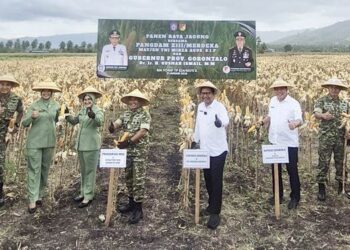 Panen raya jagung di lokasi Yonif TP 824/MO’E’A dihadiri Pangdam XIII Merdeka Mayjen TNI Mirza Agus dan Gubernur Gorontalo yang diwakili Sekdaprov Sofian Ibrahim, Kamis (22/1/2025). (Foto : dok/adc-Sekdaprov)