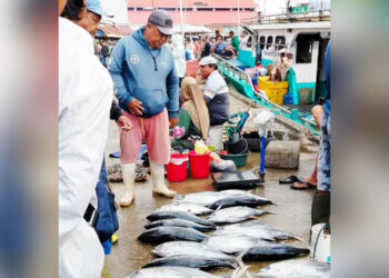 Sejumlah komoditas ikan seperti ikan selar, ikan layang, ikan cakalang hingga ikan mujair tercatat menjadi penyumbang angka inflasi tertinggi pada kelompok makanan, minuman dan tembakau dengan angka inflasi mencapai 0.77 persen dengan andil 0.28 persen.(Foto : Lidya/Gorontalo Post)