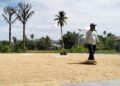 Seorang petani di Kec.Tilongkabila Kabupaten Bone Bolango sedang menjemur gabah pada musim panen Oktober 2025 lalu. Sektor pertanian masih menjadi penyerap tenaga kerja terbesar di Provinsi Gorontalo saat ini. (foto: lidya - gorontalo post)