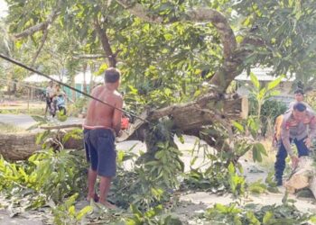Personel Satuan Brimob Polda Gorontalo bergerak cepat membantu masyarakat mengevakuasi pohon tumbang yang menghalangi jalan raya di Desa Datahu, Kecamatan Tibawa, Kabupaten Gorontalo. Kamis (09/04).