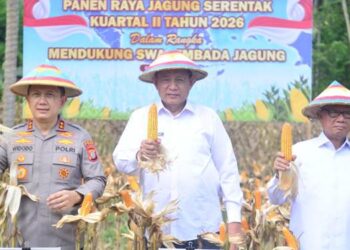 TARGET SWASEMBADA - Panen Raya jagung dilaksanakan di Desa Molintogupo, Kecamatan Suwawa Selatan, Bone Bolango, Sabtu (16/5). (Foto : Dok-Pemprov/Bahrian)