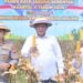 TARGET SWASEMBADA - Panen Raya jagung dilaksanakan di Desa Molintogupo, Kecamatan Suwawa Selatan, Bone Bolango, Sabtu (16/5). (Foto : Dok-Pemprov/Bahrian)