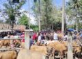 Suasana tumpukan sapi di pasar Pulubala Kabupaten Gorontalo yang didominasi sapi jantan dibanding sapi betina. (Foto: Roy/Gorontalo Post)