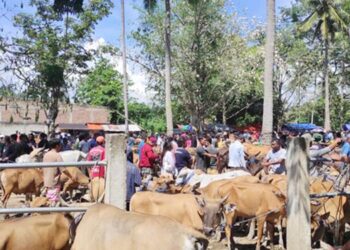 Suasana tumpukan sapi di pasar Pulubala Kabupaten Gorontalo yang didominasi sapi jantan dibanding sapi betina. (Foto: Roy/Gorontalo Post)