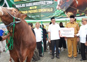 Presiden Sumbang Sapi Kurban untuk Gorontalo, Bobotnya 1.130 Kg dari Peternak Lokal  