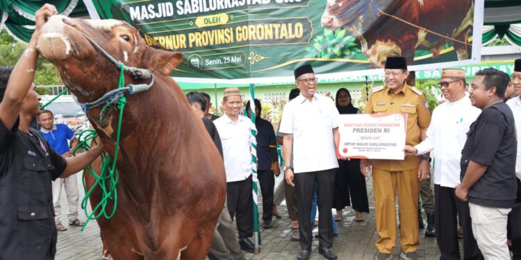 Presiden Sumbang Sapi Kurban untuk Gorontalo, Bobotnya 1.130 Kg dari Peternak Lokal