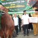 Presiden Sumbang Sapi Kurban untuk Gorontalo, Bobotnya 1.130 Kg dari Peternak Lokal  