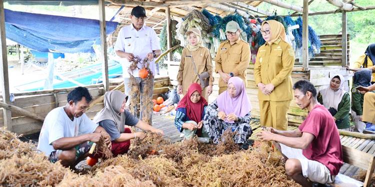 Gubernur Gorontalo Gusnar Ismail melihat langsung sentra produksi rumput laut di Desa Ilodulunga, Kecamatan Anggrek, Kabupaten Gorontalo Utara, Selasa (19/5/2026). (Foto : Dok-Diskominfotik/Mila)