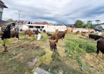 IDUL ADHA - Pasar ternak sapi untuk kebutuhan Iduladha 1447 Hijriah di Desa Pauwo, Kecamatan Kabila, Bone Bolango, Sabtu (9/5). (foto: mg/gorontalo post)