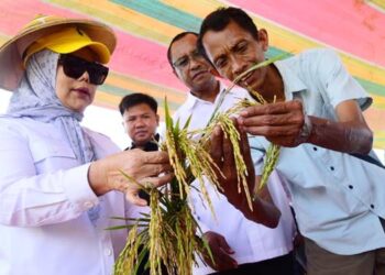 Wakil Gubernur Gorontalo Idah Syahidah Rusli Habibie bersama Kelompok Tani Huyula saat melihat langsung Panen Padi Prebiotik di Desa Dulohupa, Kecamatan Wonosari, Kabupaten Boalemo, Rabu, (10/6/2026). (Foto – Nova/Diskominfotik)