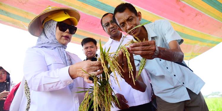 Wakil Gubernur Gorontalo Idah Syahidah Rusli Habibie bersama Kelompok Tani Huyula saat melihat langsung Panen Padi Prebiotik di Desa Dulohupa, Kecamatan Wonosari, Kabupaten Boalemo, Rabu, (10/6/2026). (Foto – Nova/Diskominfotik)