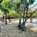 Sebuah pohon berukuran besar tumbang dan menutup akses Jalan Husin Bilondatu yang menghubungkan Desa Mongolato dan Desa Bulila, Kecamatan Telaga, Kabupaten Gorontalo, Rabu (17/6/2026)