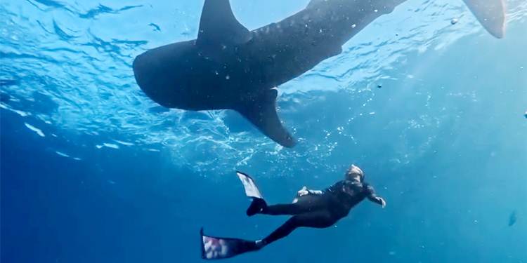 BAHAGIA - Gubernur Maluku Utara Sherly Tjoanda saat berenang bersama hiu Paus Botubarani, baru-baru ini. "Bahagia itu Ketemu Sherly" katanya dalam unggahan di media sosial. (foto: tangkapan layar/ig)