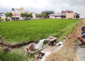 Kemarau Panjang Ancam Pertanian, Petani Andalkan Pompa Air, Biaya Membengkak