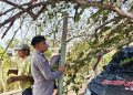 Masyarakat Diminta Waspada Pohon Tumbang