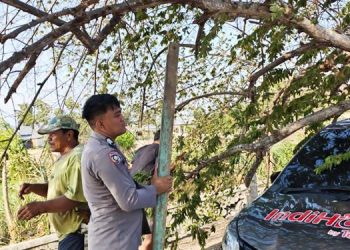 Masyarakat Diminta Waspada Pohon Tumbang