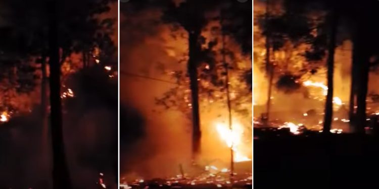 Karhutla Pelita Hijau: 5.350 Pohon Kemiri dan Cengkeh Terbakar, Api Merambat ke HPT