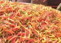 Lagi, Harga Rica Mahal jadi Penyebab Inflasi Gorontalo