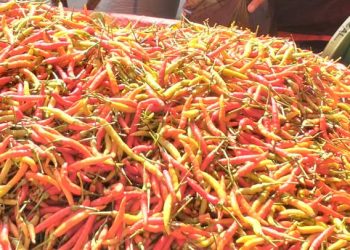 Lagi, Harga Rica Mahal jadi Penyebab Inflasi Gorontalo